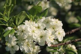Бутоны цветущей вишни 