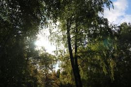 Среди деревьев в парке утром, Москва, Россия