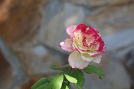 Цветок розы в каплях утренней росы