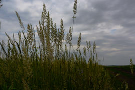 Колосья трав на фоне серых облаков