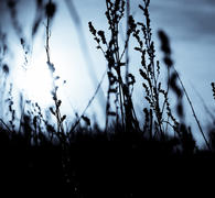 Силуэты стеблей трав нв фоне Солнца
