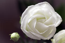 Нежный белый цветок