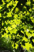 Green leaves on maple trees branches