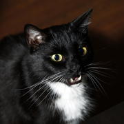 Black, sleek-haired cat with a white chin and a breast, expressive eyes and long moustaches