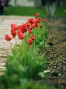 Красные тюльпаны в ряд 