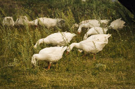 Белые гуси на поляне щиплют траву
