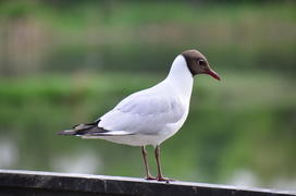 Bird on the waterfront