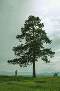 Lonely tree and man