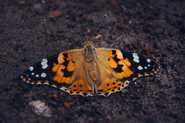 Оранжевая бабочка 