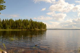 Побережье озера с зелеными деревьями