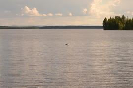 Птица плавающая на озере 