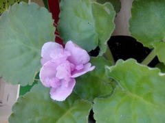 Фиолетовый цветок фиалки 
