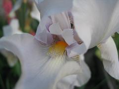 Цветок белой орхидеи крупным планом 