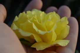 Желтый бутон цветка в руках 