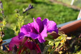 Бутон распустившегося фиолетового цветка 
