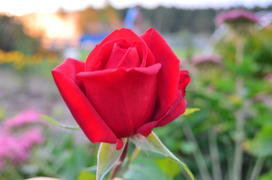 Бутон красной розы 