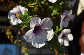 Бутон бело-фиолетового цветка 