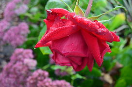 Красная роза с каплями росы 