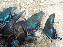 Бабочки на "водопое"