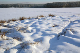 Сухая трава на берегу замерзшего озера.