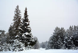 Зимний лес в пасмурный день.