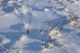 Сухая трава в снегу.