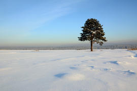 Одинокая сосна на снежном поле