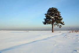 Одинокая сосна на снежном поле