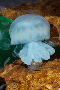 Медуза в камнях