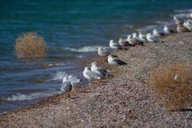 Чайки на берегу