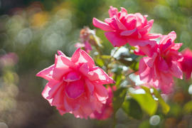 Ярко-розовые цветы