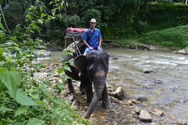 Тайланд. Провинция. Пханг Нга. Катаниие на слонах