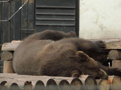 Медведь лежит на боку и отдыхает.