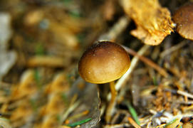 Маленький гриб