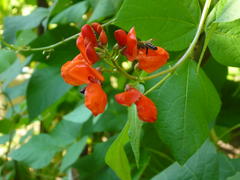 пчела на красном цветке