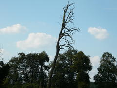 сухое дерево на фоне небо