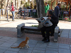 Кот и человек с газетой