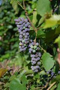 Грозди винограда