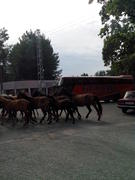 Лошади в центре Пицунды