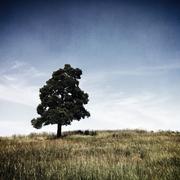 Одинокое дерево