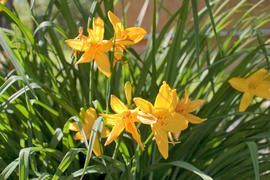 Желтые лилии в саду