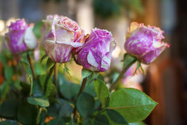 Мраморные розы