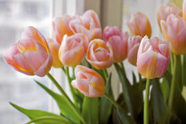 Charme doux tulipes