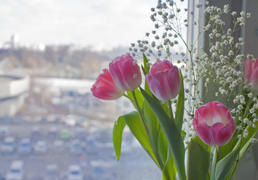 Весна. Цветы. Вид из окна