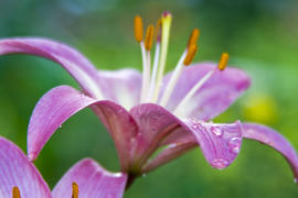 Розовая лилия после дождя