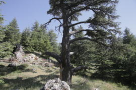 Дерево со спиленными ветвями. Ливан 