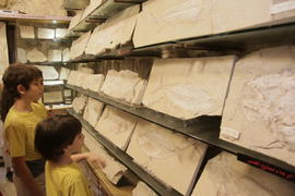 Ливан. Дети рассматривают экспонаты музея. Окаменелости рыб 