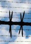 Barbed wire