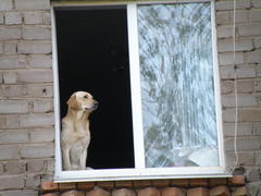 Собака смотрит из окна на улицу