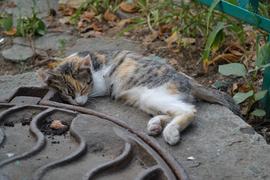 Спящий котенок у канализационного люка